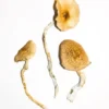 Buy golden teacher mushrooms USA, Psilocybe cubensis penis envy, Penis envy spore for sale, Penis envy mushrooms price, What type of mushroom is penis envy