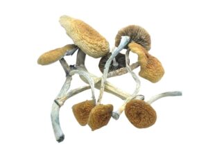 Treasure Coast Magic Mushrooms